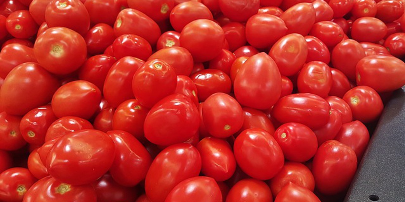 Foto van tomaat