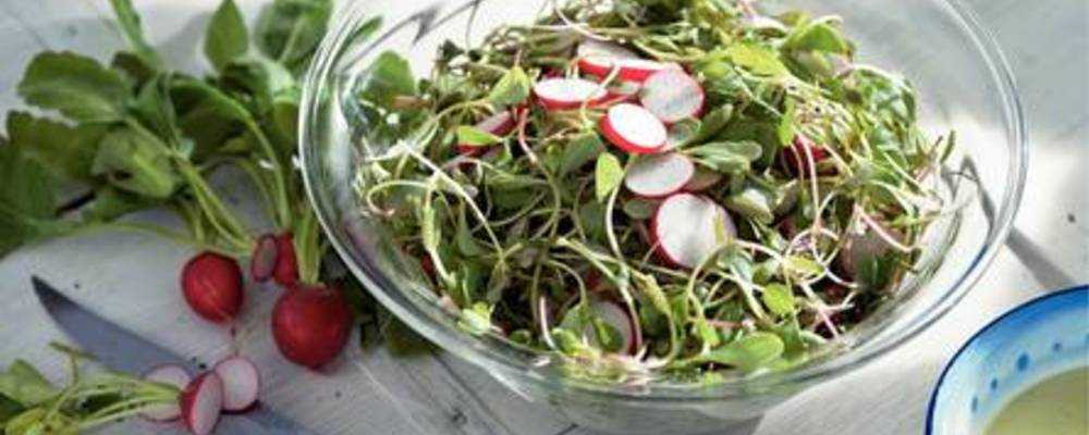 Serveersuggestie Salade van postelein en radijs