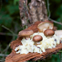 Serveersuggestie Landschapje van uiterst smaakvolle paddenstoelen op een bedje van romige puree