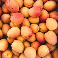 Serveersuggestie Mango- of abrikozensorbet